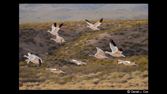 Panasonic Leica DG Vario-Elmar 100-400mm f/4.0-6.3 ASPH. Power O.I.S Lens by  in  - EC MALL