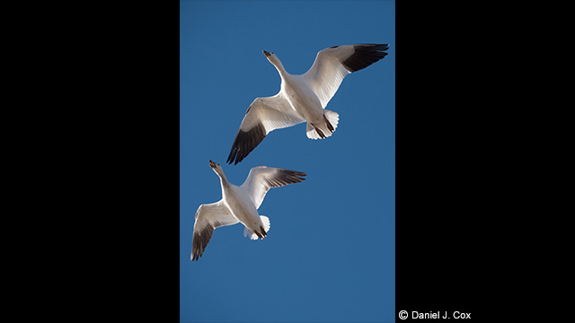 Panasonic Leica DG Vario-Elmar 100-400mm f/4.0-6.3 ASPH. Power O.I.S Lens by  in  - EC MALL