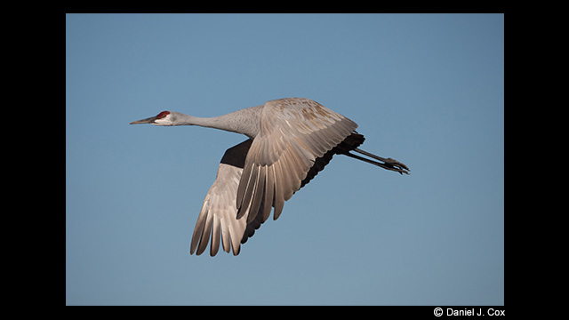 Panasonic Leica DG Vario-Elmar 100-400mm f/4.0-6.3 ASPH. Power O.I.S Lens by  in  - EC MALL