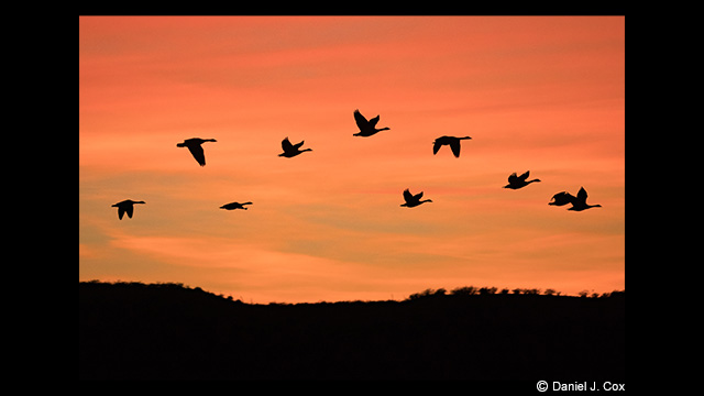 Panasonic Leica DG Vario-Elmar 100-400mm f/4.0-6.3 ASPH. Power O.I.S Lens by  in  - EC MALL