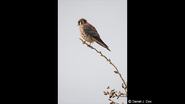 Panasonic Leica DG Vario-Elmar 100-400mm f/4.0-6.3 ASPH. Power O.I.S Lens by  in  - EC MALL