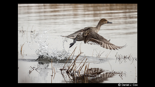 Panasonic Leica DG Vario-Elmar 100-400mm f/4.0-6.3 ASPH. Power O.I.S Lens by  in  - EC MALL