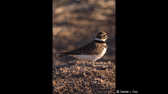 Panasonic Leica DG Vario-Elmar 100-400mm f/4.0-6.3 ASPH. Power O.I.S Lens by  in  - EC MALL