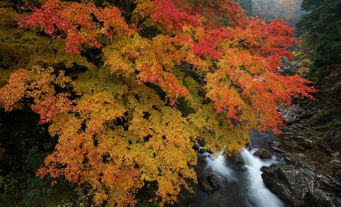 Sony FE 16-35mm f/2.8 GM Lens by  in  - EC MALL
