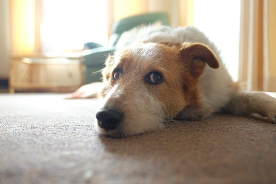 Fujifilm Fujinon XF 16mm f/1.4 R WR lens by  in  - EC MALL