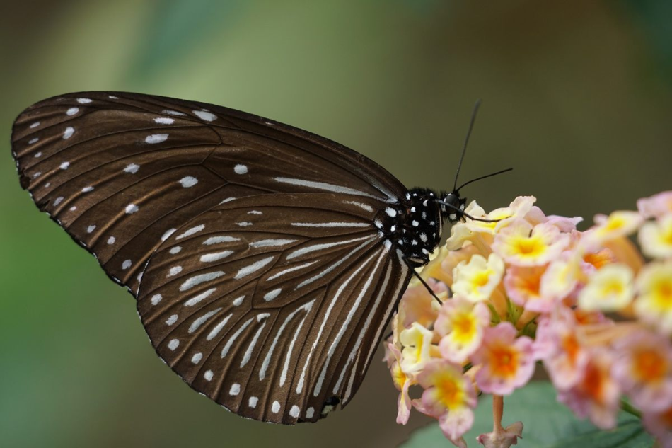 Sony FE 70-300mm f/4.5-5.6 G OSS by  in  - EC MALL