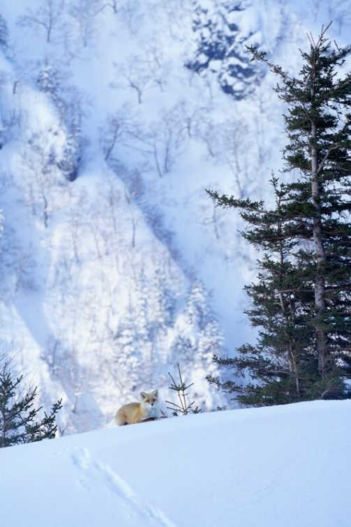 Sony FE 70-300mm f/4.5-5.6 G OSS by  in  - EC MALL