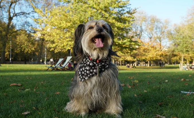 Sony E 18-135mm f/3.5-5.6 OSS by  in  - EC MALL