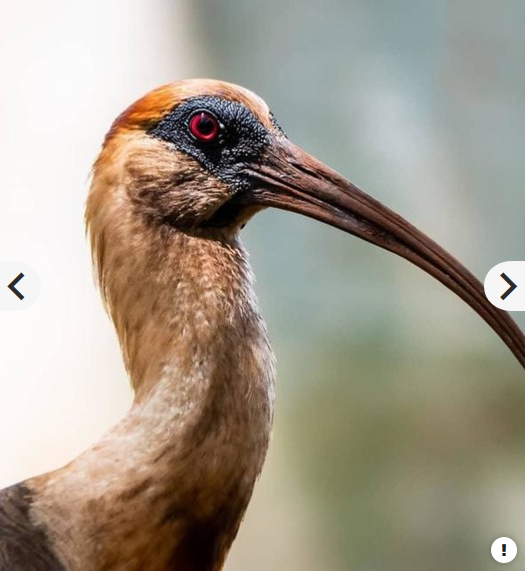 Panasonic Lumix G Vario 100-300mm f/4-5.6 II POWER O.I.S. Lens by  in  - EC MALL