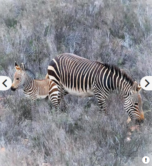 Panasonic Lumix G Vario 100-300mm f/4-5.6 II POWER O.I.S. Lens by  in  - EC MALL