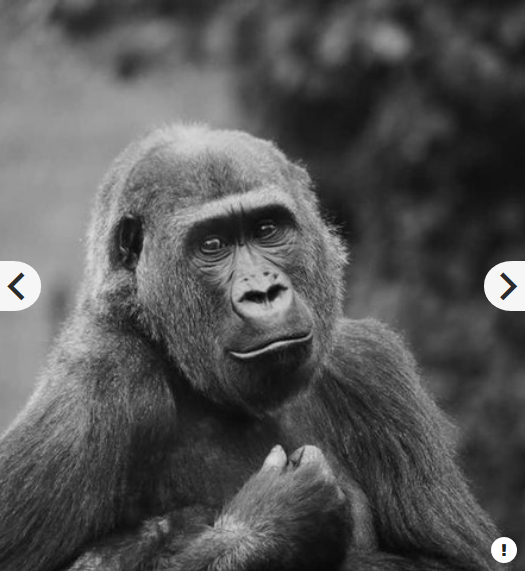 Panasonic Lumix G Vario 100-300mm f/4-5.6 II POWER O.I.S. Lens by  in  - EC MALL