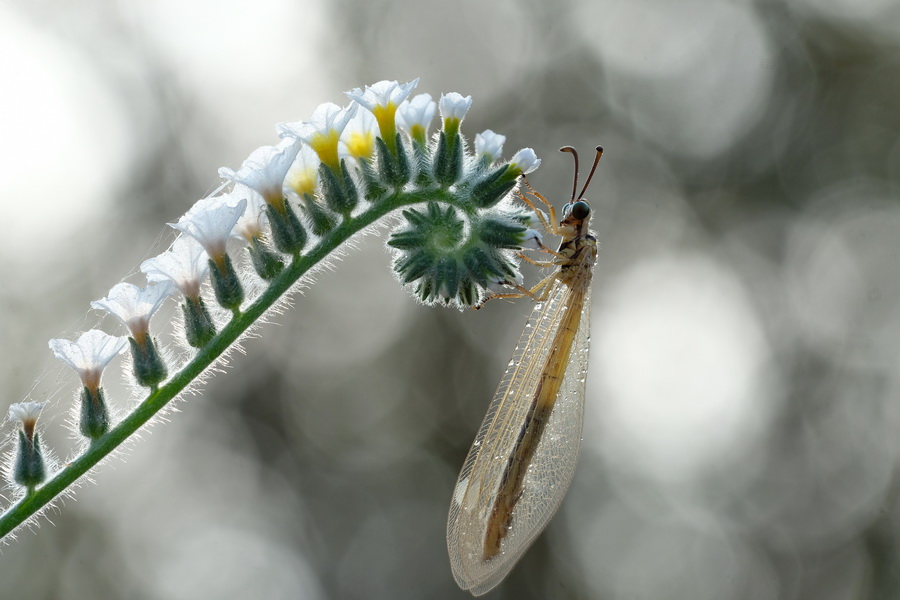 Fujifilm Fujinon XF 80mm f/2.8 R LM OIS WR Macro by  in  - EC MALL