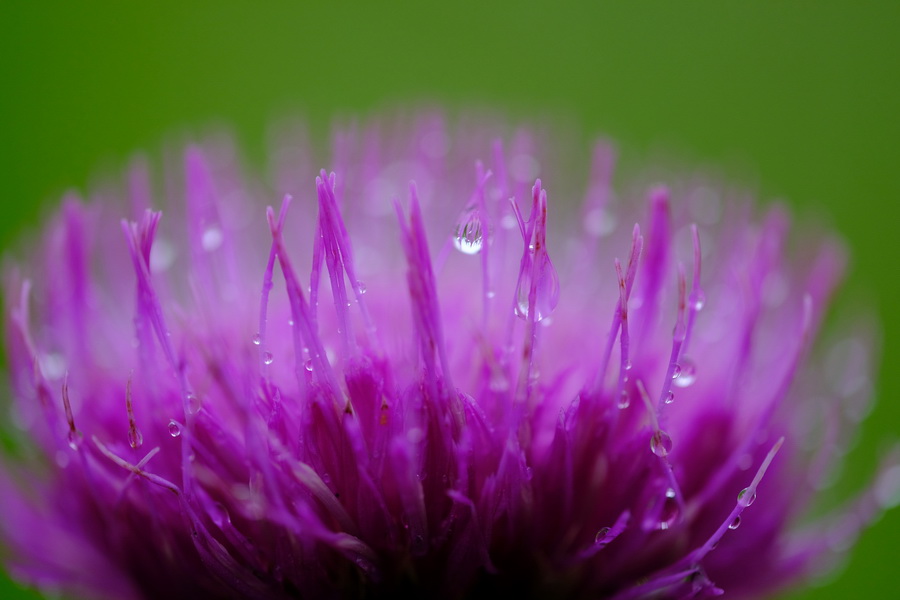 Fujifilm Fujinon XF 80mm f/2.8 R LM OIS WR Macro by  in  - EC MALL