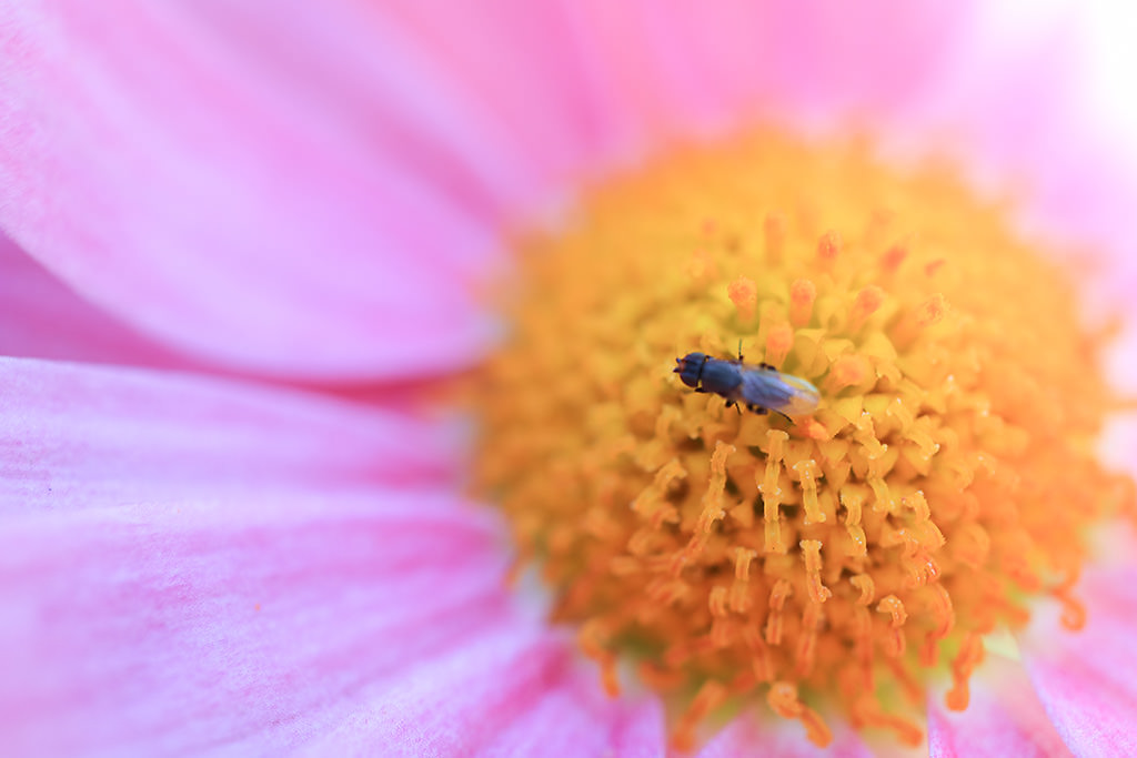 Canon EF-M 28mm f/3.5 Macro IS STM by in - EC MALL