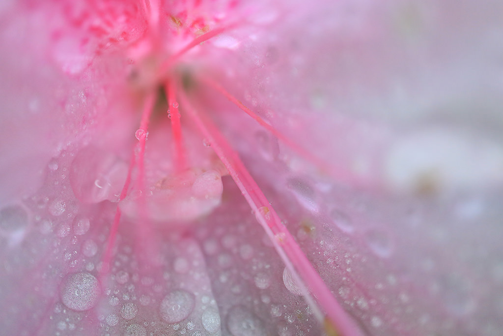 Canon EF-M 28mm f/3.5 Macro IS STM by  in  - EC MALL