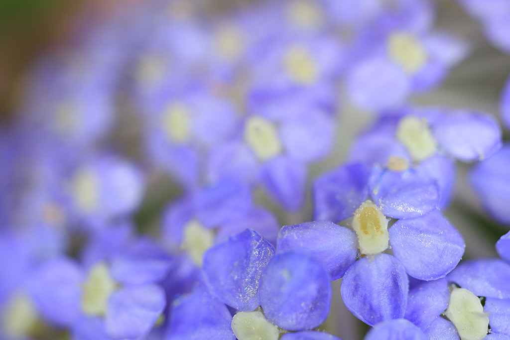 Canon EF-M 28mm f/3.5 Macro IS STM by  in  - EC MALL