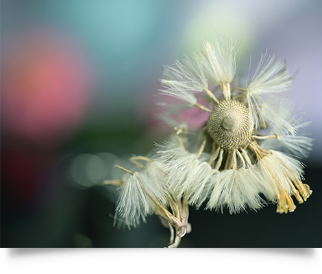 Nikon Mount Adapter FTZ by  in  - EC MALL