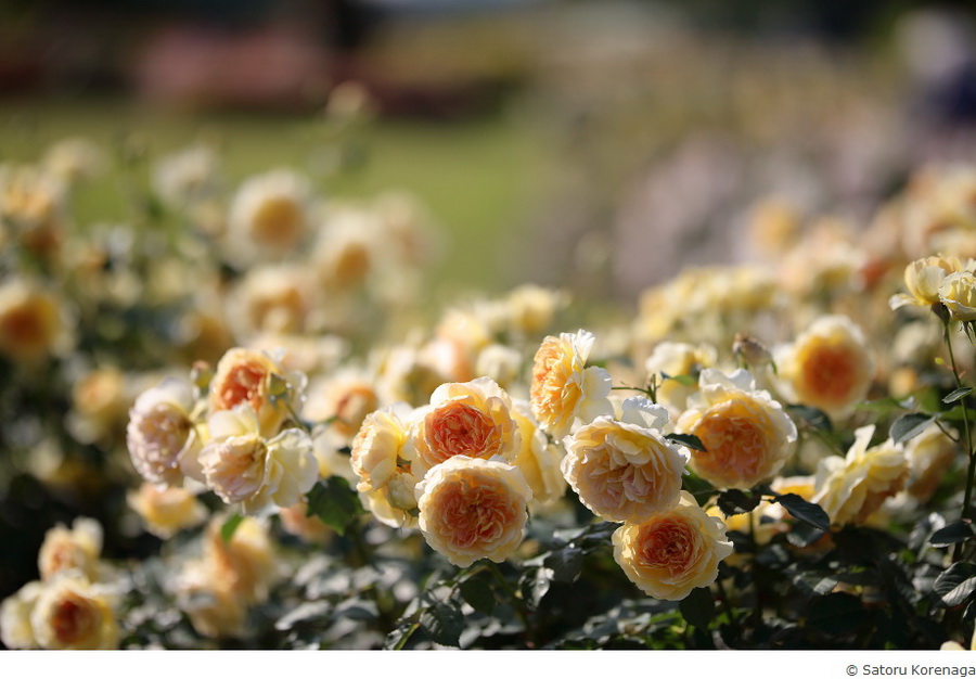 Sigma 105mm f/1.4 DG HSM(A) by  in  - EC MALL