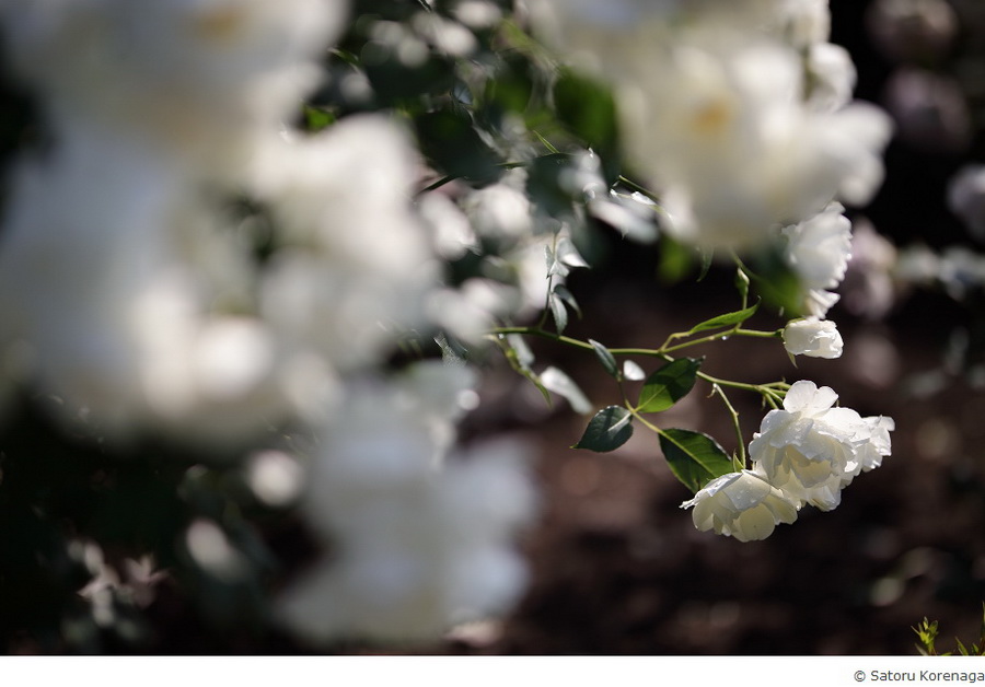 Sigma 105mm f/1.4 DG HSM(A) by  in  - EC MALL