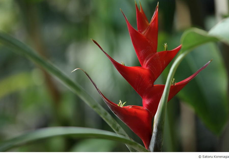 Sigma 105mm f/1.4 DG HSM(A) by  in  - EC MALL