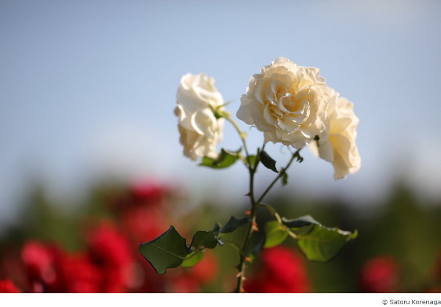 Sigma 105mm f/1.4 DG HSM(A) by  in  - EC MALL