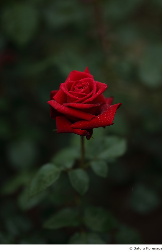 Sigma 105mm f/1.4 DG HSM(A) by  in  - EC MALL