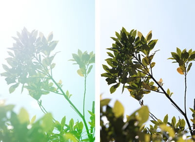 Sigma 105mm f/1.4 DG HSM(A) by  in  - EC MALL