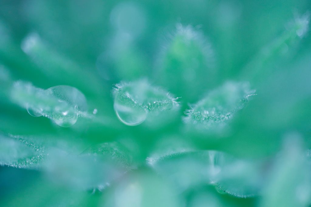 Canon EF-S 35mm f/2.8 Macro IS STM by  in  - EC MALL