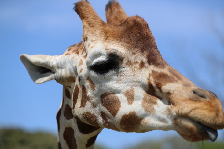 Canon EF 400mm f/2.8L IS III USM by  in  - EC MALL