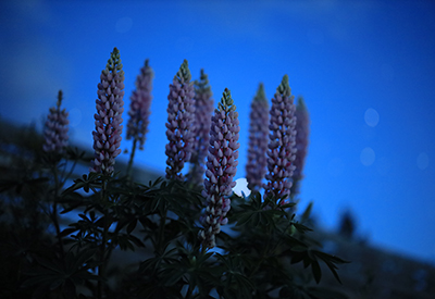 Canon EOS RP Mirrorless Digital Camera Full-Frame by  in  - EC MALL