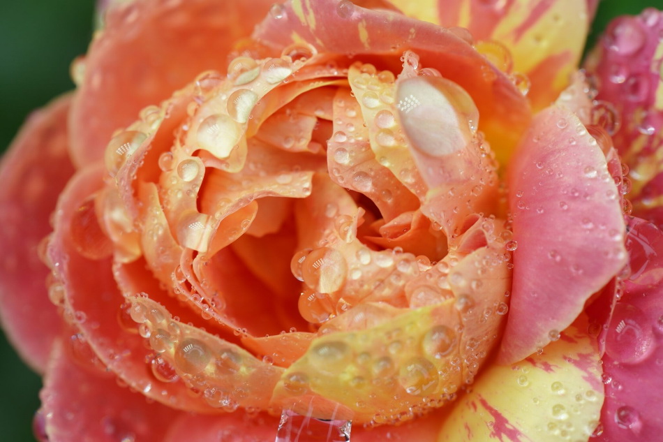 Sony FE 50mm f/2.8 Macro by  in  - EC MALL