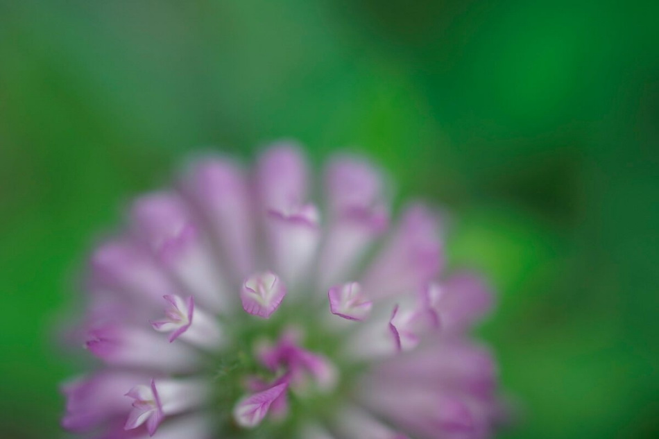 Sony FE 50mm f/2.8 Macro by  in  - EC MALL