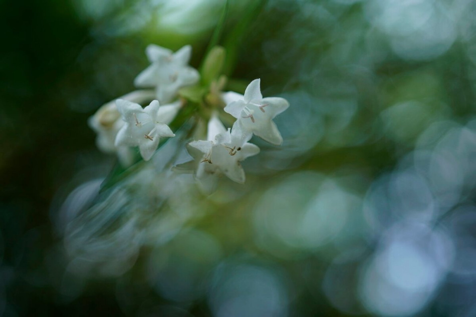 Sony FE 50mm f/2.8 Macro by  in  - EC MALL