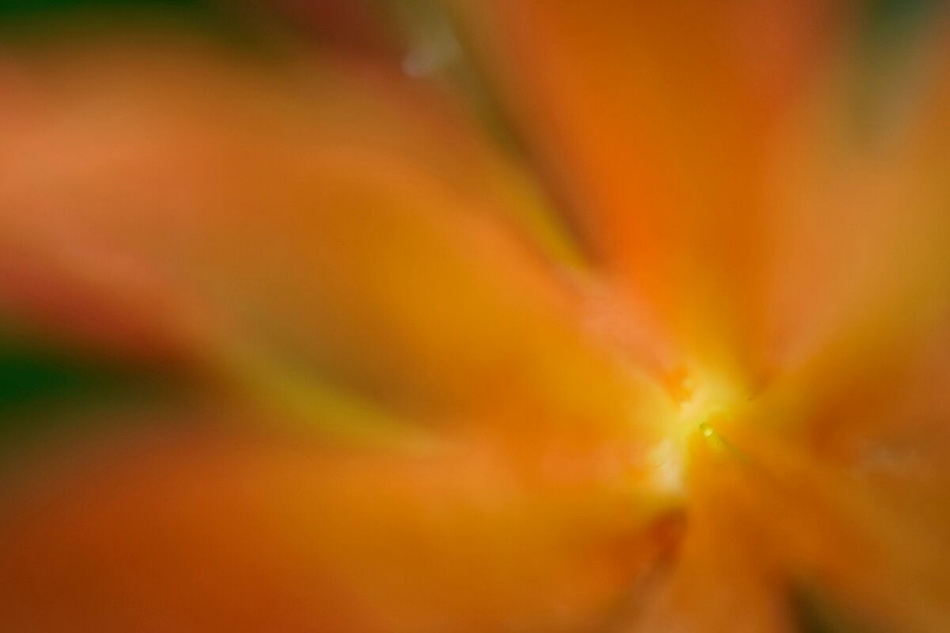 Sony FE 50mm f/2.8 Macro by  in  - EC MALL