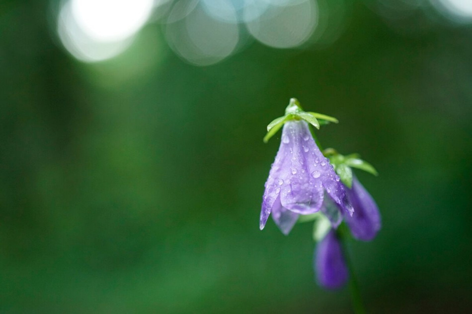 Sony FE 50mm f/2.8 Macro by  in  - EC MALL