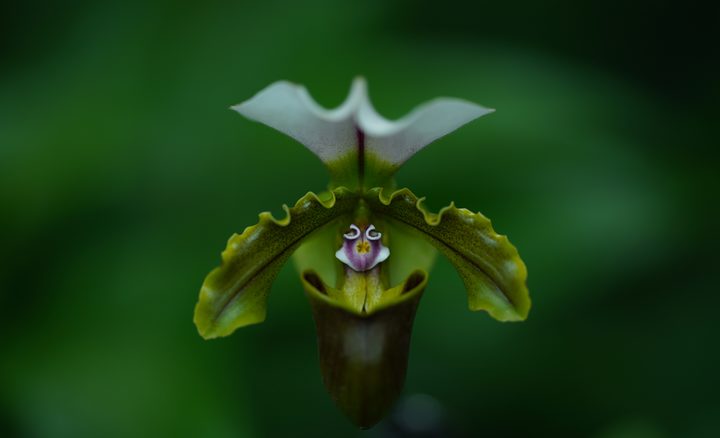 Sony FE 135mm f/1.8 GM Lens by  in  - EC MALL