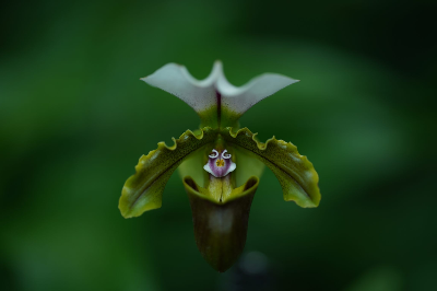 Sony FE 135mm f/1.8 GM Lens by  in  - EC MALL