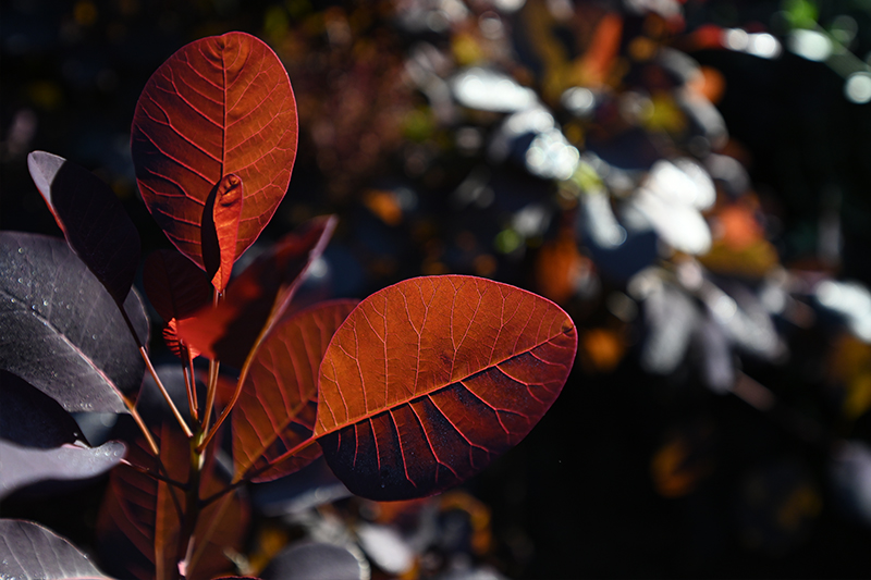 Nikon NIKKOR Z 14-30mm f/4 S Lens by  in  - EC MALL