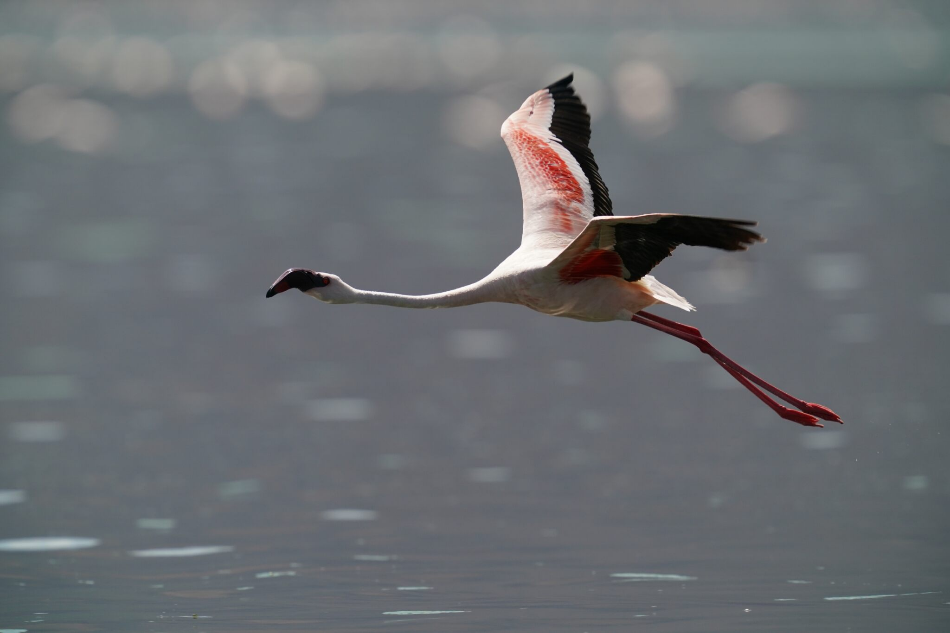 Sony FE 600mm f/4 GM OSS by  in  - EC MALL