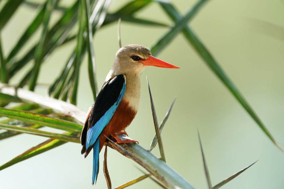 Sony FE 600mm f/4 GM OSS by  in  - EC MALL