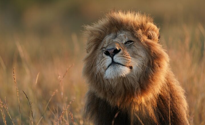 Sony FE 600mm f/4 GM OSS by  in  - EC MALL