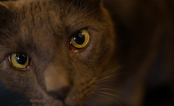 Sony FE 35mm f/1.8 Lens by  in  - EC MALL