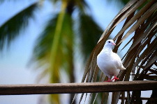 Nikon NIKKOR Z DX 50-250mm f/4.5-6.3 VR by  in  - EC MALL