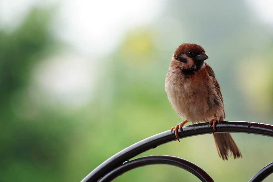 Sony E 70-350mm f/4.5-6.3 G OSS by  in  - EC MALL