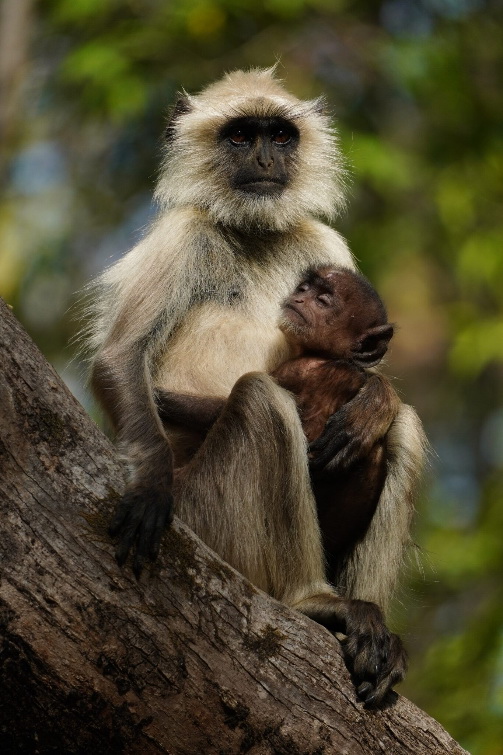 Sony E 70-350mm f/4.5-6.3 G OSS by  in  - EC MALL