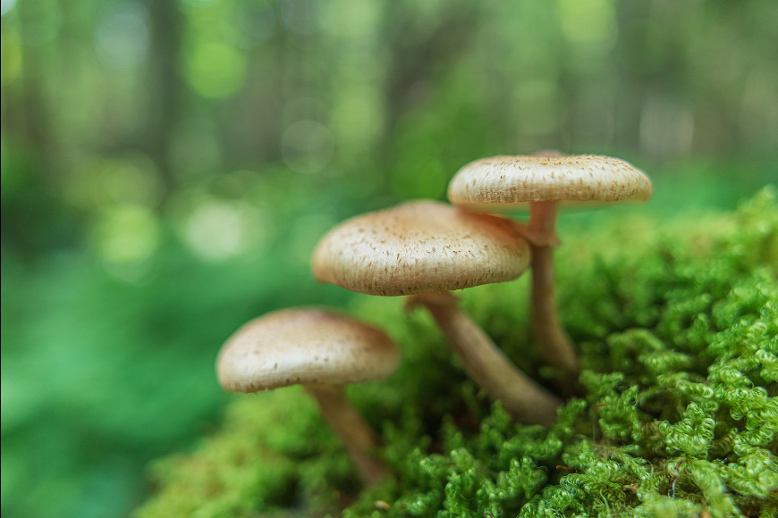 Tamron 20mm f/2.8 Di III OSD M1:2 (Model F050) Lens by  in  - EC MALL