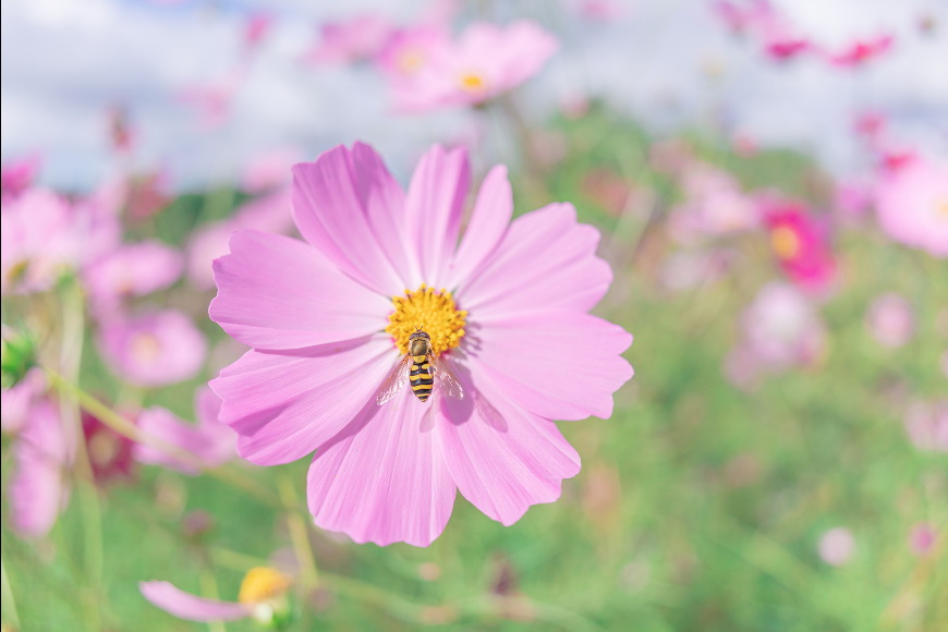 Tamron 20mm f/2.8 Di III OSD M1:2 (Model F050) Lens by  in  - EC MALL