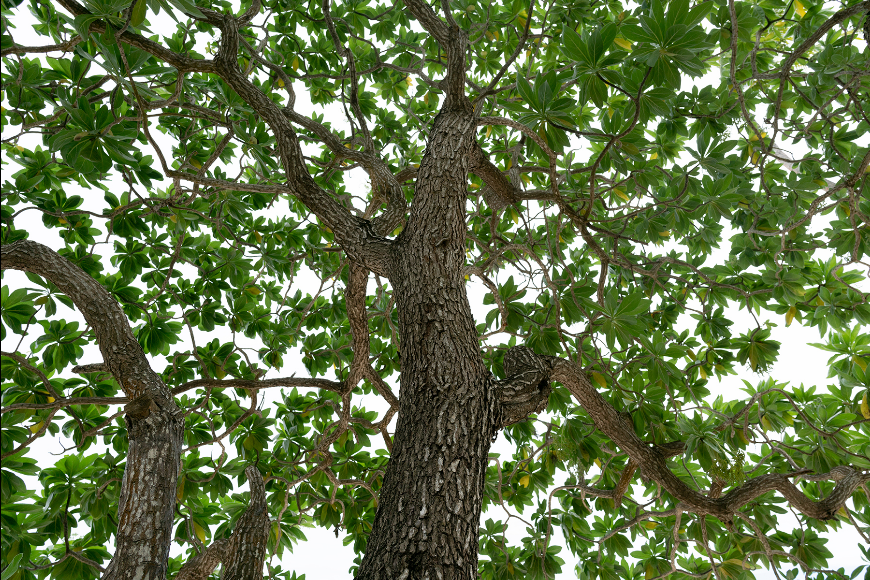 Tamron 24mm f/2.8 Di III OSD M1:2 (Model F051) Lens by  in  - EC MALL