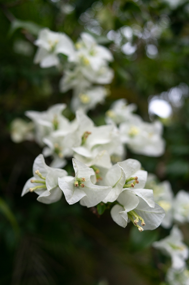 Tamron 24mm f/2.8 Di III OSD M1:2 (Model F051) Lens by  in  - EC MALL