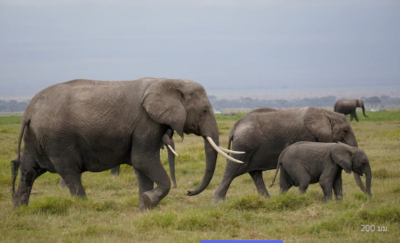 Sony E 70-350mm f/4.5-6.3 G OSS by  in  - EC MALL